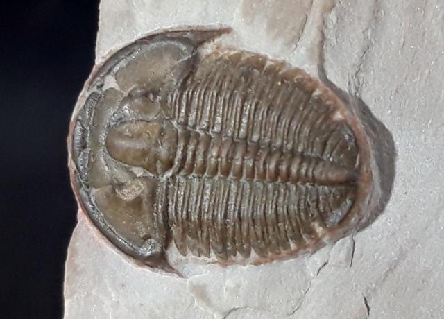 Elrathia kingii (MEEK 1870) & Peronopsis interstricta (WHITE 1874) - Bild &copy; FossNet FossilienStore